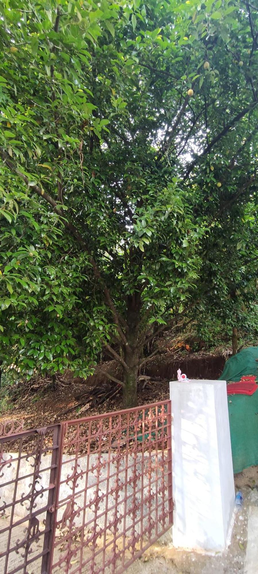 Koonamparayil Home Stay Munnar Anaviratty-Family Only Экстерьер фото